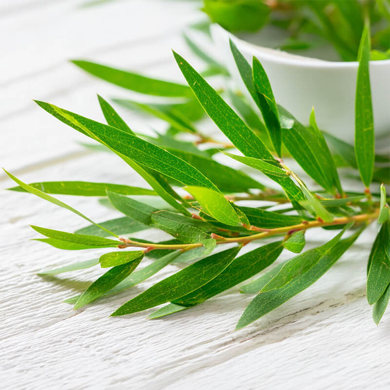 Pure Tea Tree Oil