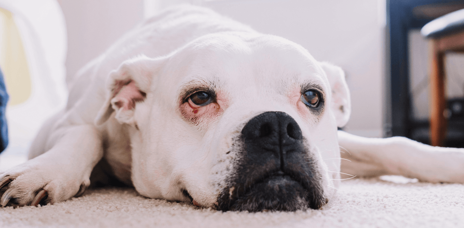 How to Remove Dog Odors From Your Carpet (Without Covering Them Up)