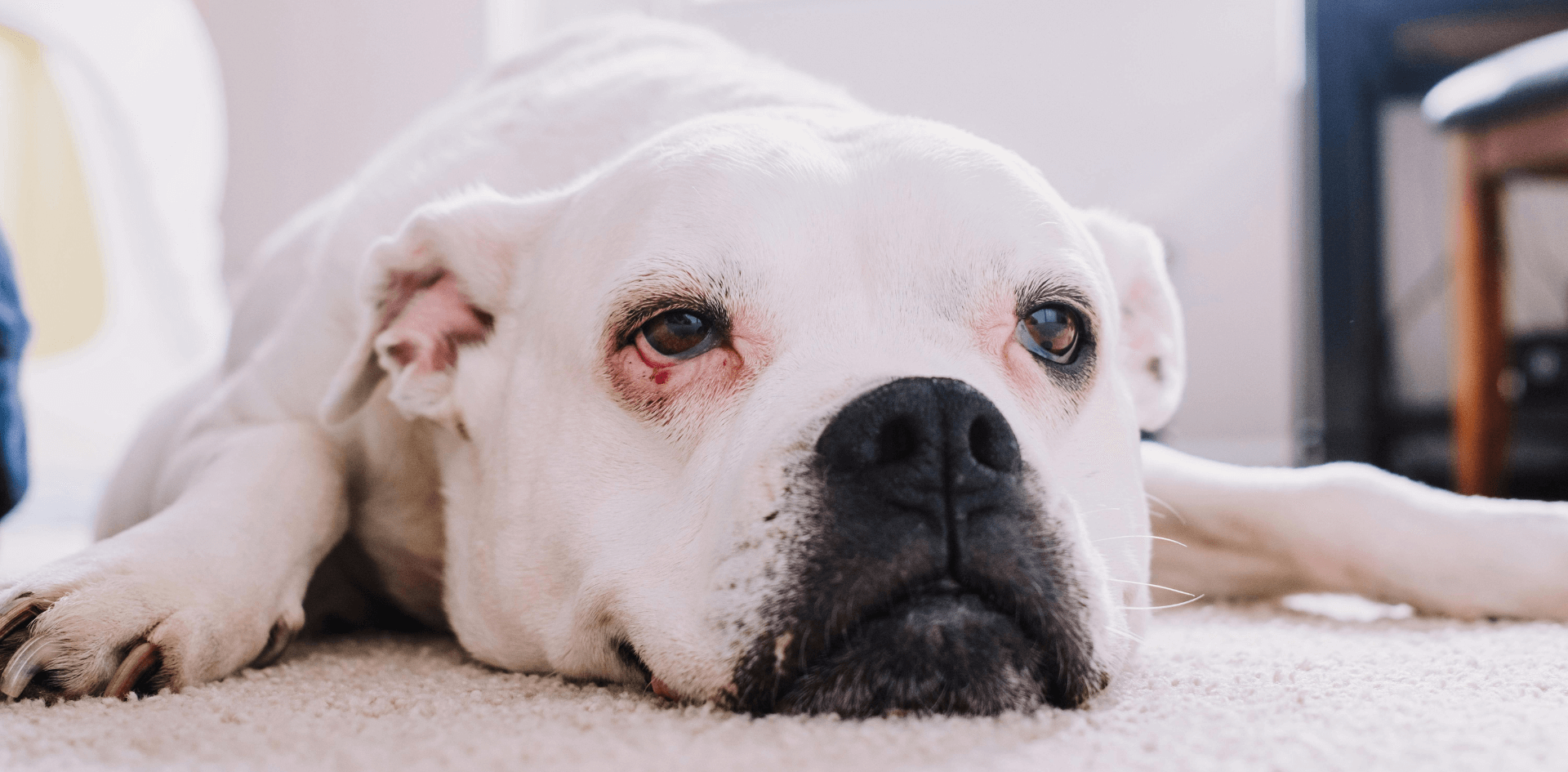 How to Remove Dog Odors From Your Carpet (Without Covering Them Up)