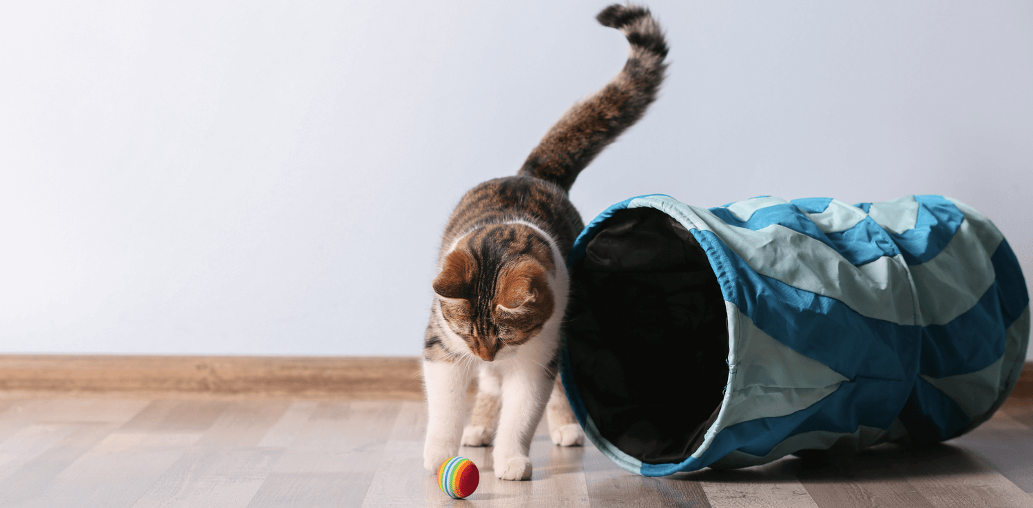 Litter Box Odor Control Made Simple