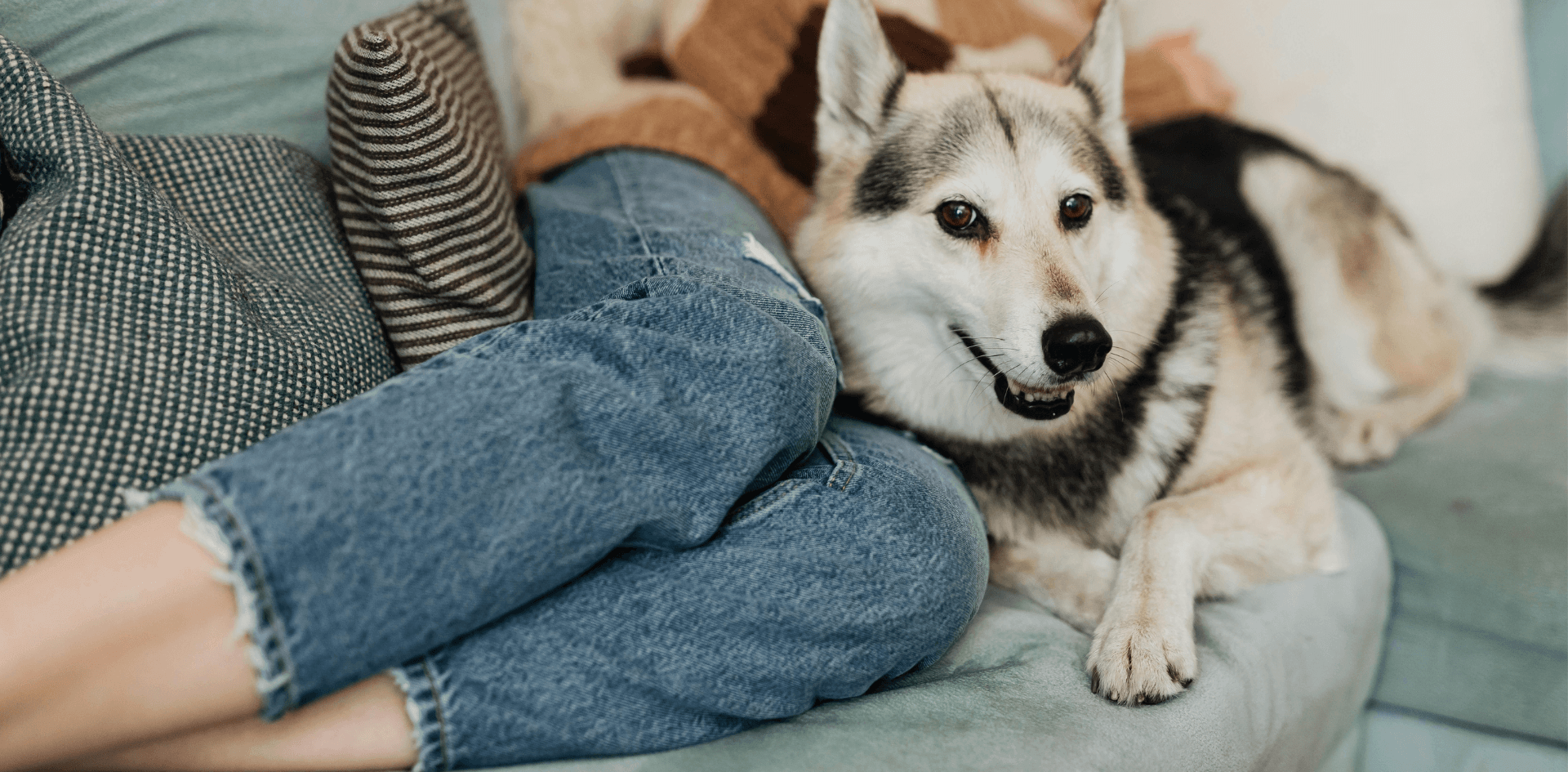 The Best Multi-Surface Cleaners for Pet Owners