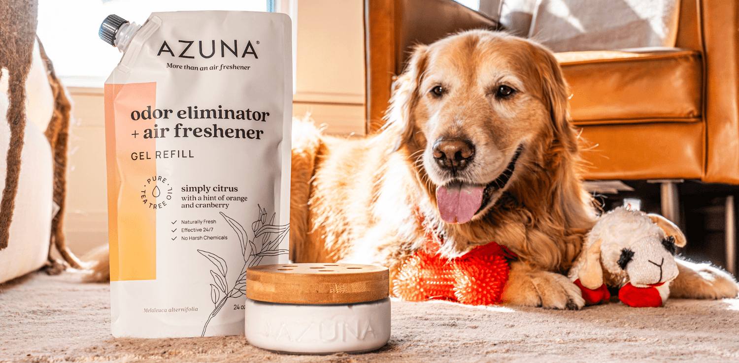 The Multi-Pet Playbook: How to Eliminate Household Pet Odors