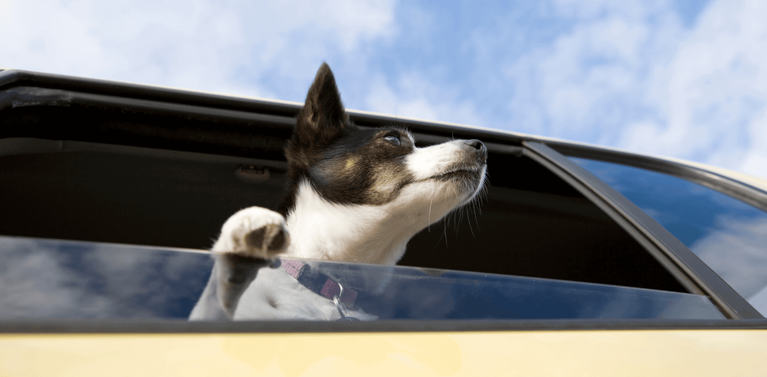 Get Rid Of Your Car's Pet Odors With These Easy Steps