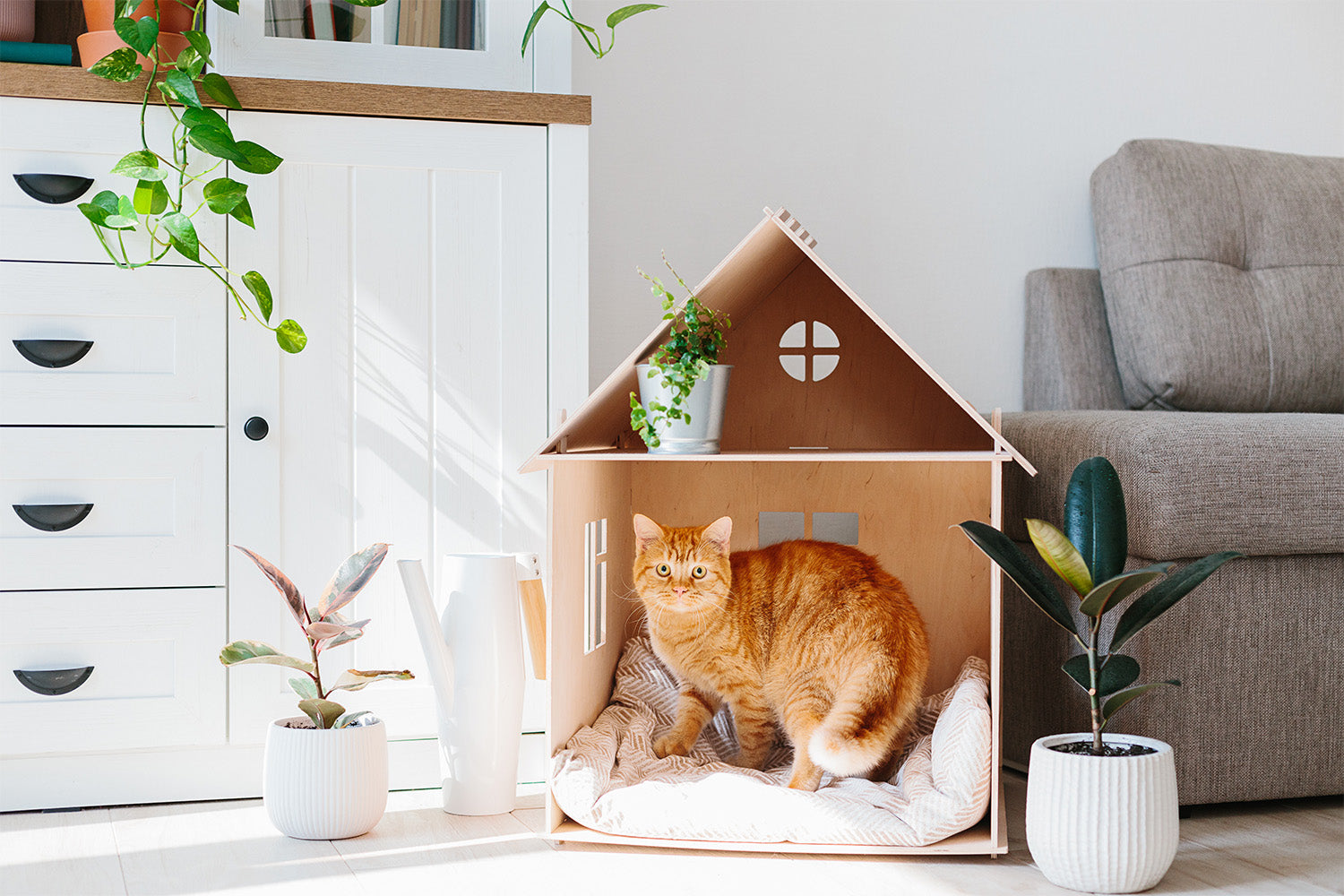 How To Get Rid of Cat Smell in House: 7 Actionable Tips