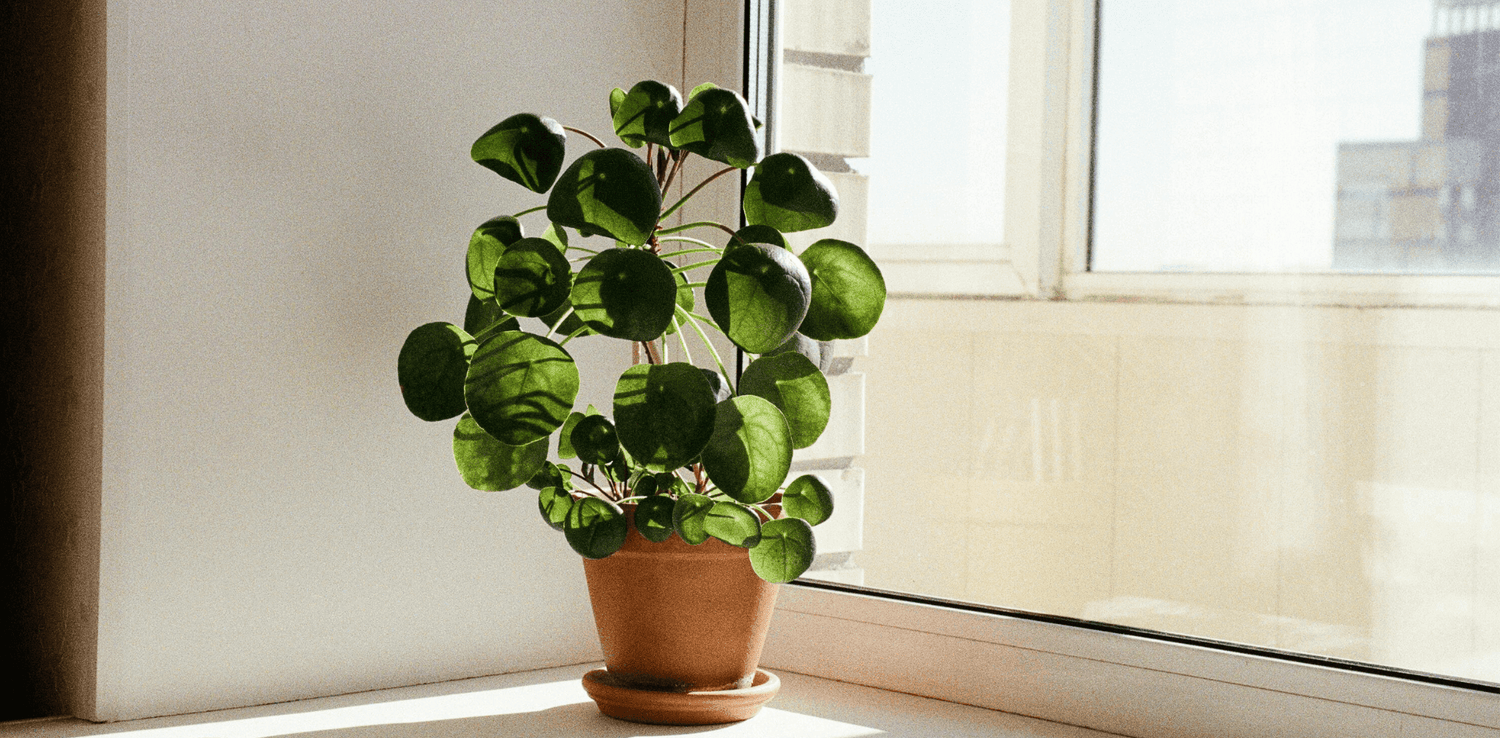 Non-Toxic Spring Cleaning Made Easy
