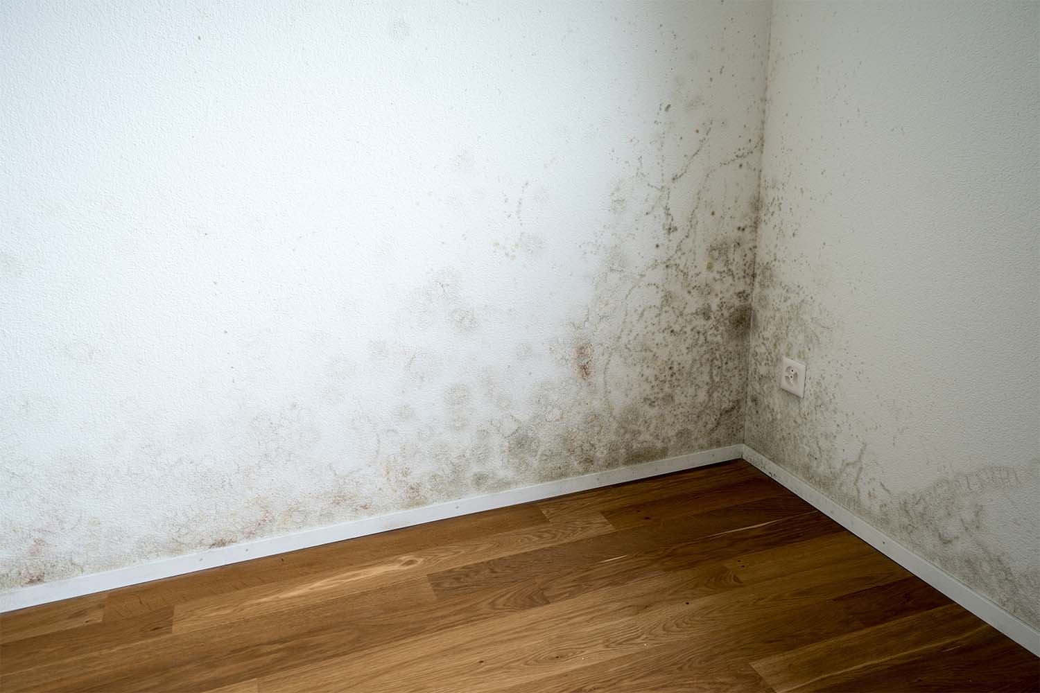 What Does Mildew Smell Like? How To Identify & Eliminate It
