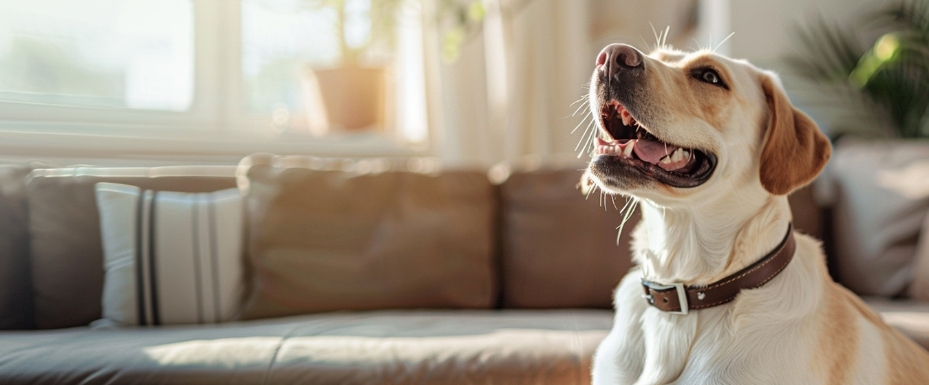 Hero banner featuring a dog promoting Arzuna’s pet-safe air purification solutions