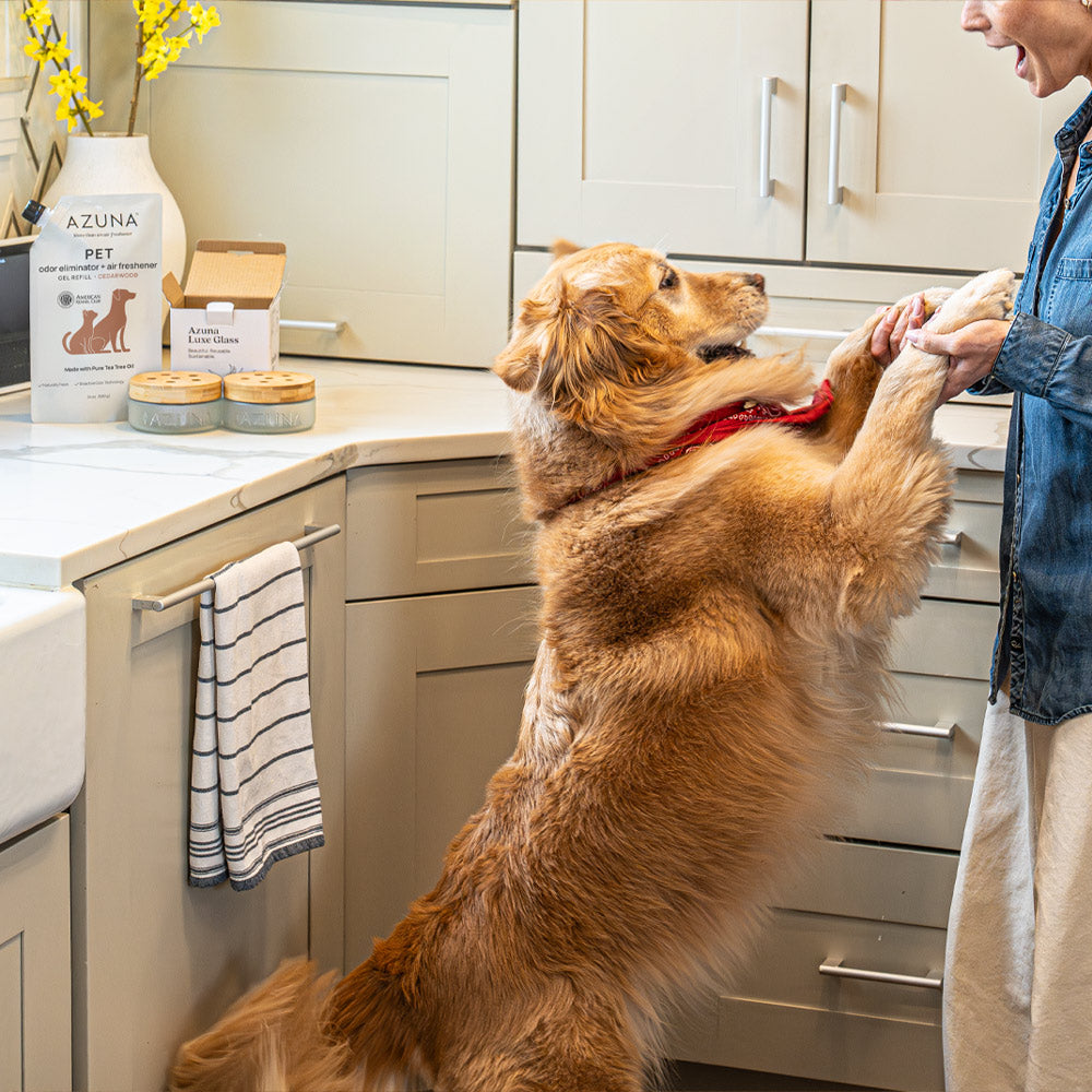 Luxe Glass Pet Odor Eliminator 4 Room Kit